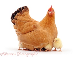 Buff bantam hen with chicks