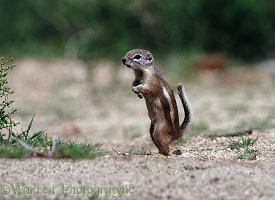 Antelope Ground Squirrel