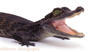 Crocodile smile