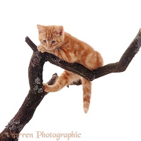 Ginger kitten on a branch