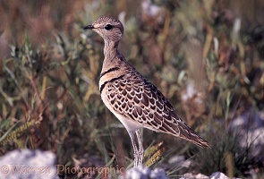Two-banded Courser