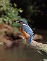 Kingfisher with dragonfly nymph