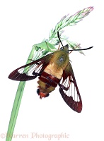 Hummingbird Sphynx Moth