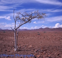 Lone tree in Damaraland