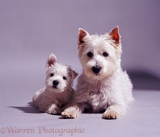 Westie mother and pup