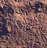Wader footprints in mud