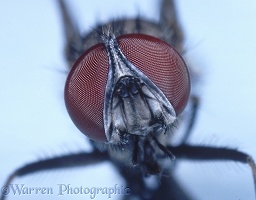 Lesser Housefly head