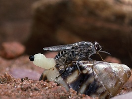 Tsetse Fly female laying larva