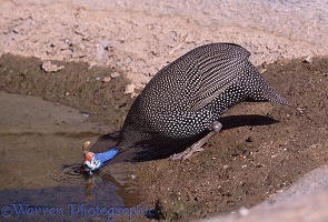 Helmeted Guineafowl drinking