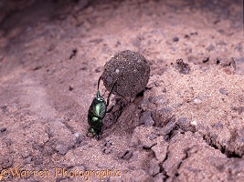 Green dung beetle