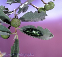 Green Jewel beetle