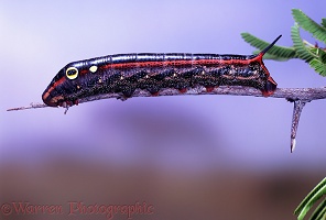 Hawk moth caterpillar