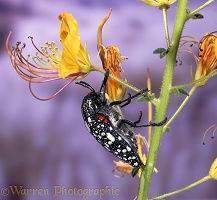 Jewel beetle on yellow flower