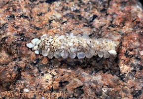 Bag moth larva