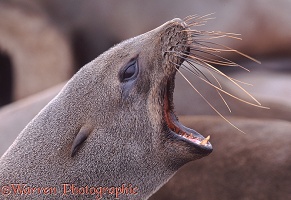 Fur seal yawning