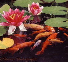 Goldfish at the surface of a pond