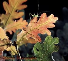 Oak leaves with bush cricket