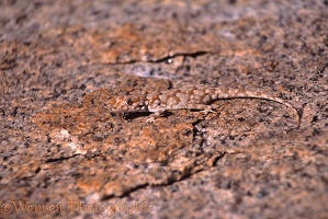 Bradfield's Day Gecko camouflaged
