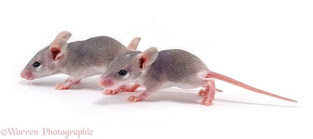 Baby Spiny Mice