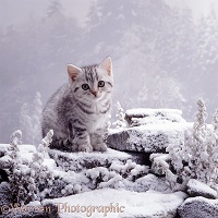Kitten in snow