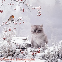 Kitten and robin in snow