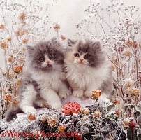 Kittens among snowy flowers