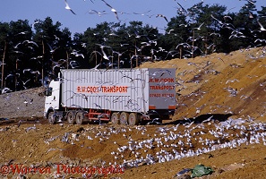 Seagulls in Albury landfill