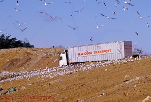 Seagulls in Albury landfill