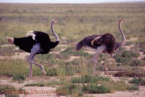 Pair of Ostriches