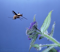 Bee fly visiting Alkanet flower
