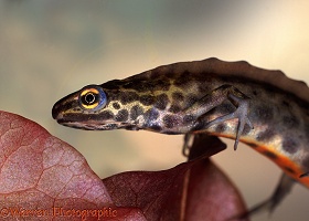 Common Newt male closeup