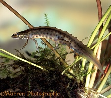 Common Newt male side view