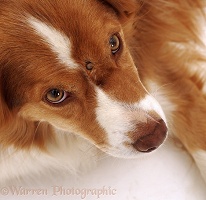 Sheep Tick on Border Collie dog