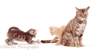 Kittens playing with mum's tail