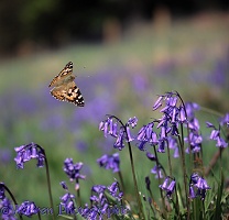 Painted Lady Butterfly flying over bluebell flowers