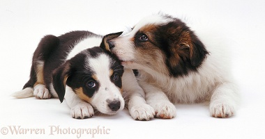 Cute Border Collie pups