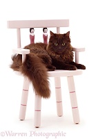 Chocolate cat on a child's chair