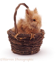 Baby rabbit in a basket