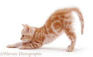 Ginger kitten stretching