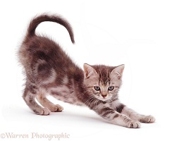 Tabby kitten stretching