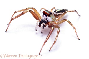 Australian jumping spider
