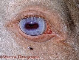 Eye of Blue-eyed Cream Welsh Mountain pony