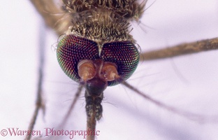 Mosquito eyes