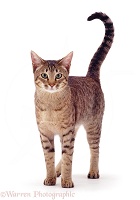 Brown spotted cat