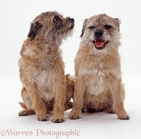 Two Border Terriers