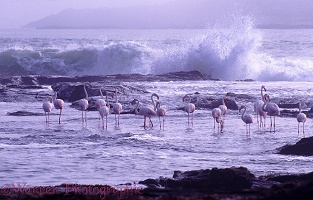 Flamingos and rough sea