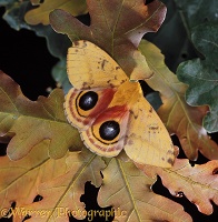 Bullseye Moth