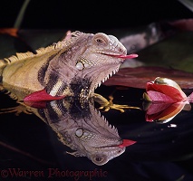 Iguana eating water lily