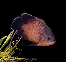 Oscar's Cichlid