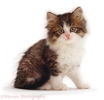 Tabby-and-white kitten